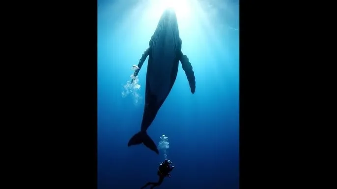 温碧霞 惊变 - 深蓝星球：探索海洋深处的未知世界